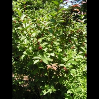 Lonicera ledebourii (fam Caprifoliacees) (Californie) (1)